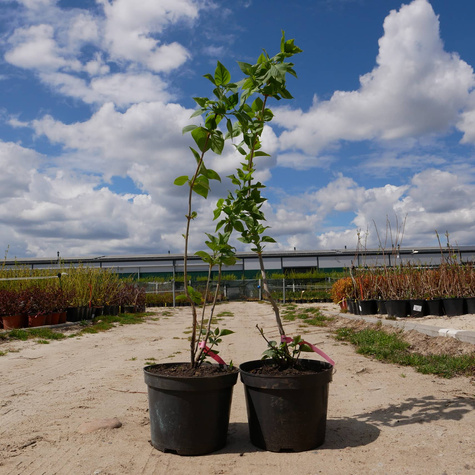 Lilak pospolity Massena