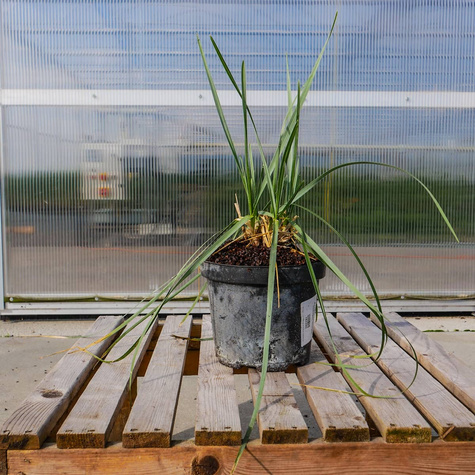 Sesleria Heufflera o czarnych kłosach (C2)