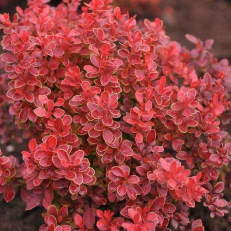 Berberys thunberga Aria (C2)