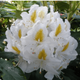 Rododendron Różanecznik Madame Masson biały (C2)