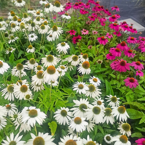 Jeżówka purpurowa White Sawn delikatna