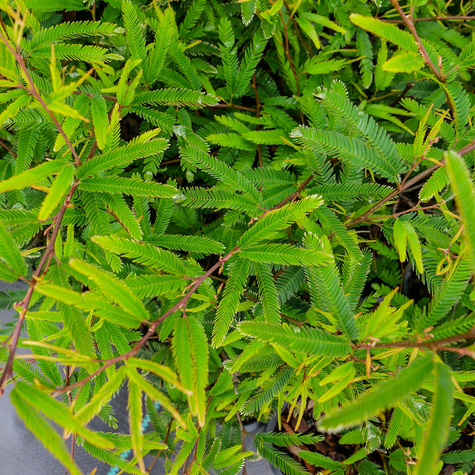 Kalliandra Dixie Pink (C2)