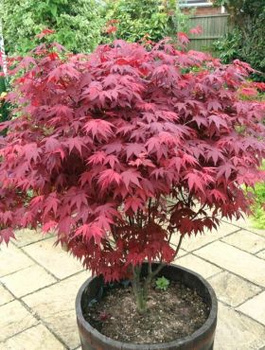 Klon palmowy czerwonolistny (C2)