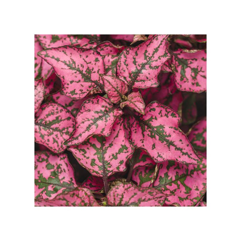 Niedośpian Hippo Rose różowy