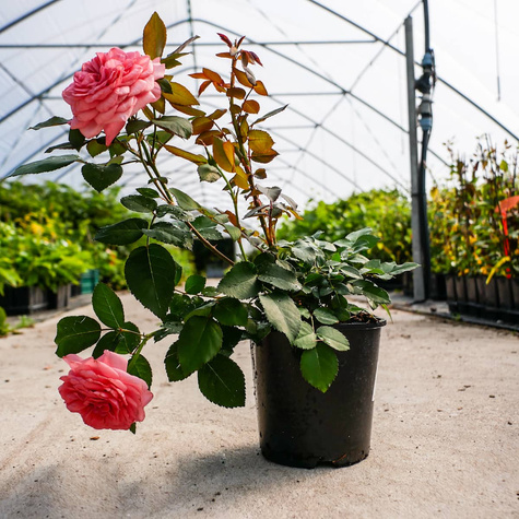 Róża parkowa Paramount® Elaine Paige (C2) pachnąca