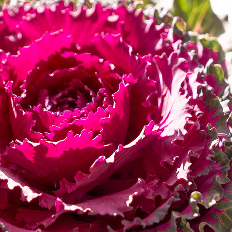 Kapusta Ozdobna Karbowana fioletowa SADZONKA Królowa Jesieni