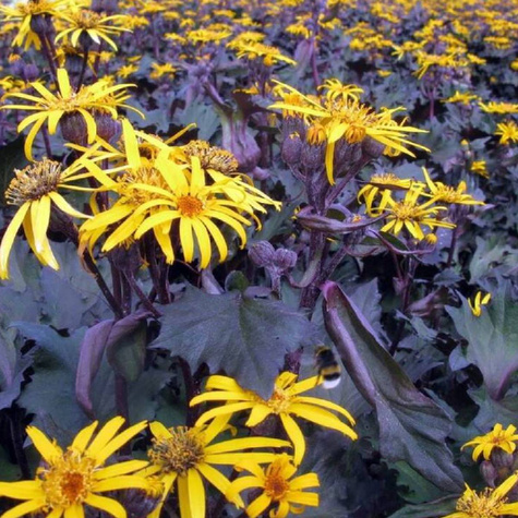 Języczka Pomarańczowa Osiris Cafe Nor (C2)