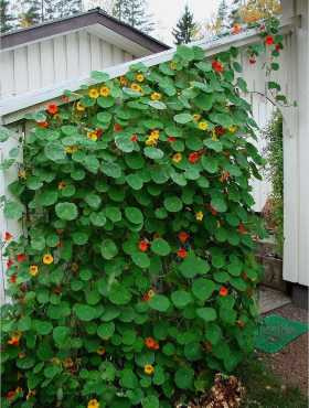 Nasturcja wysoka/pnąca mix 3g Spójnia