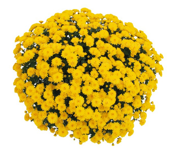 Chryzantema drobnokwiatowa Jasoda Dark Yellow sadzonki w doniczce P11