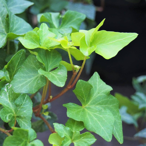 Bluszcz pospolity Hedera Helix