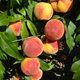 Brzoskwinia Krasava Plant Pack