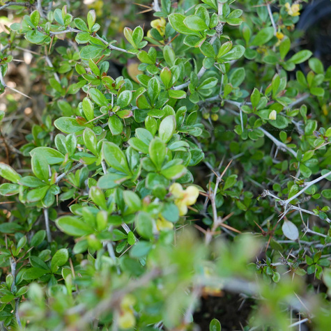 Berberys thunberga Green Jewel