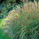 Miskant chiński Adagio Miscanthus sinensis
