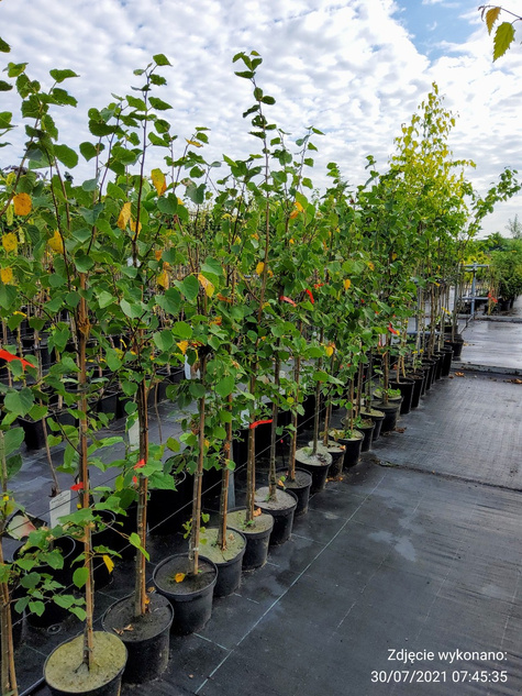 Lipa drobnolistna Erecta