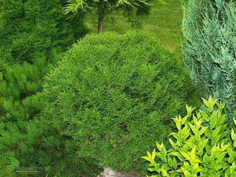 Żywotnik zachodni Tuja Thuja Tiny Tim (C2)