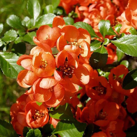 Pigwowiec pośredni Orange Trail (P9)