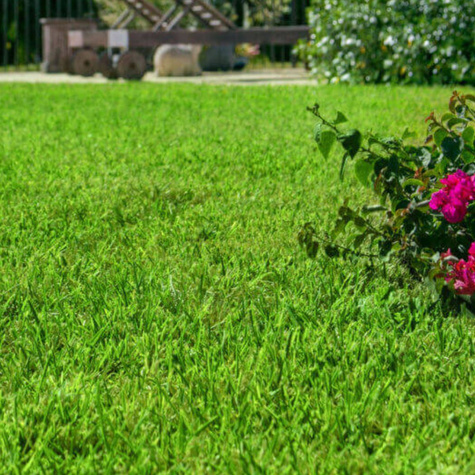 Mieszanka traw Uniwersalna Boiskowa 1kg