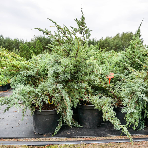 Jałowiec płożący Hughes