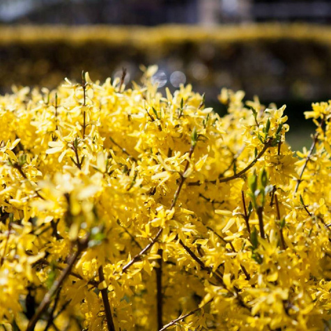 Forsycja pośrednia Spring Glory (C2)