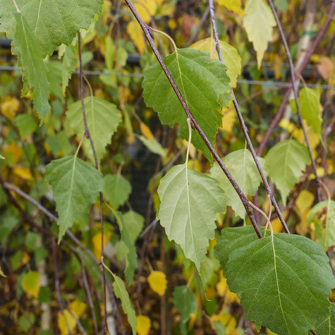 Brzoza Brodawkowata Youngii Szczepiona Na Pniu