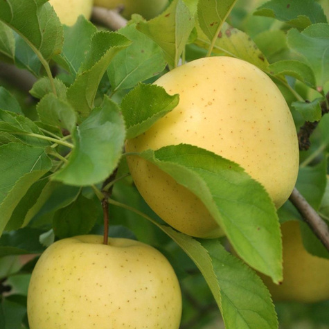 Jabłoń Golden Reinders Delicious Plant Pack 