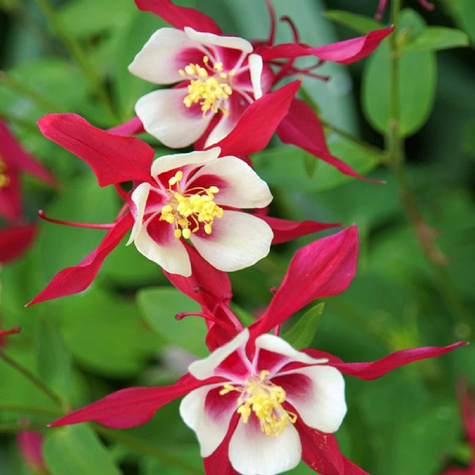 Orlik pospolity Crimson Star (C2)