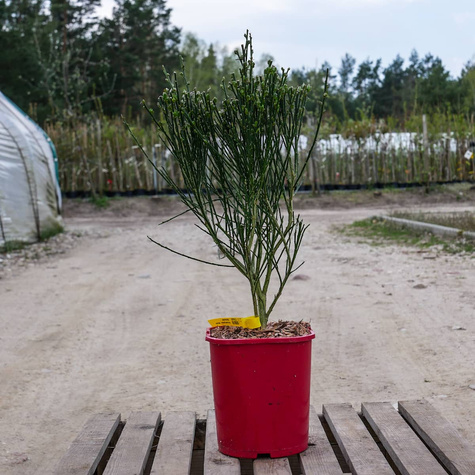 Szczodrzeniec Żarnowiec Miotlasty Maria Burkwood C2