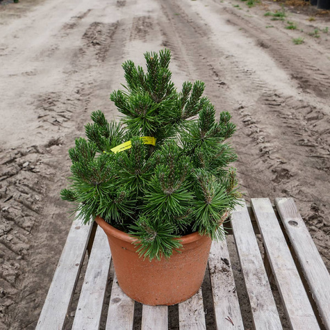 Sosna górska kosodrzewina Mugo Mops