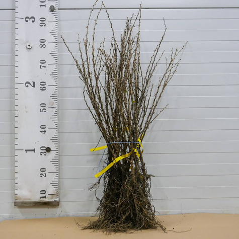 Agrest czerwony Niesłuchowski Plant Pack