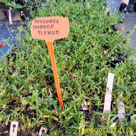 Posłonek Amabile Plenum (P9)