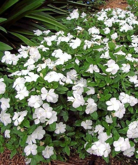 Barwinek pospolity większy Alba (C2)