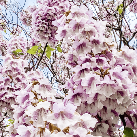 Paulownia Puszysta Cesarskie Drzewko Szczęścia (C2)
