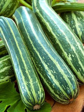 Dynia zwyczajna Cukinia Coucourzelle 2g