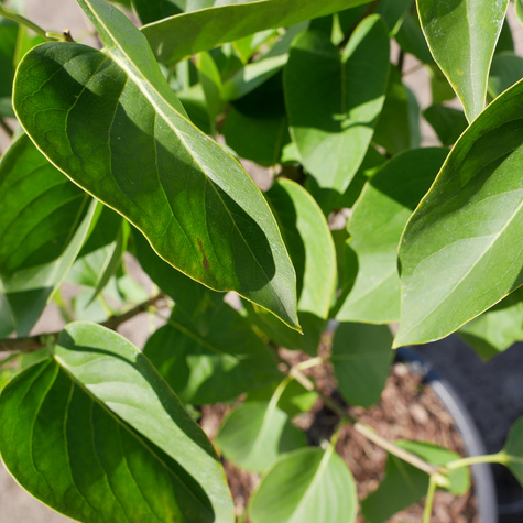 Lilak pospolity Josee