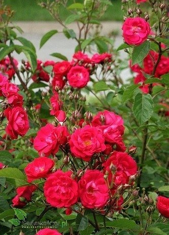 Róża parkowa CZERWONA