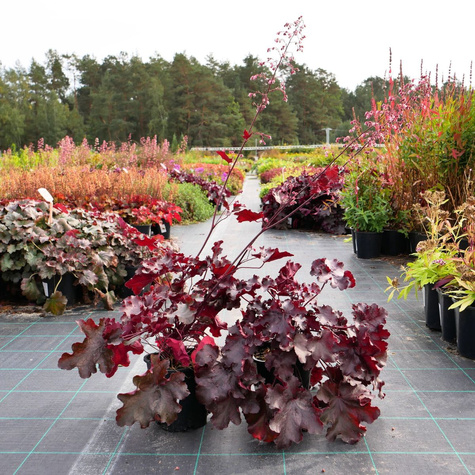 Żurawka ogrodowa Maroon (C2)