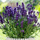 Zestaw Lawenda wąskolistna Valence Dark Violet 6 szt