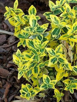 Trzmielina Fortune'a Emerald Gold (C2)