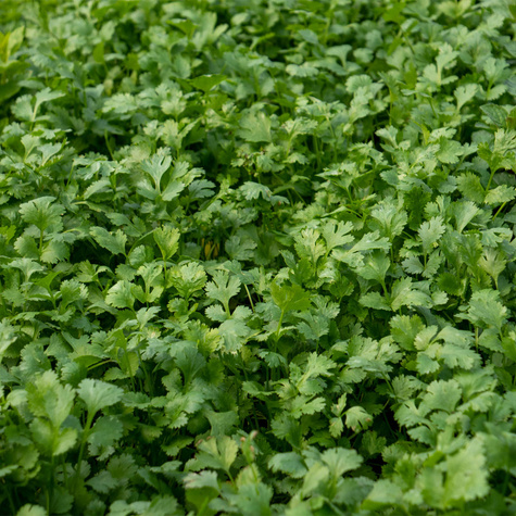 Kolendra siewna (C2)