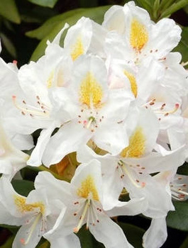 Rododendron Różanecznik Madame Masson biały (C2)