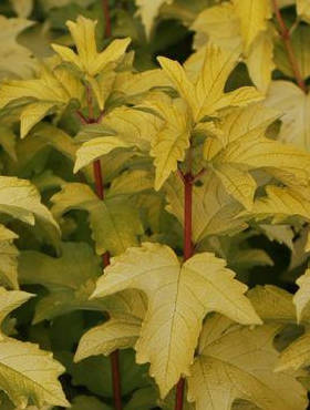 Kalina koralowa Anny's Magic Gold (C2)