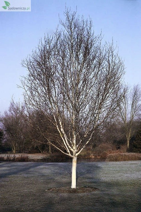 Brzoza pożyteczna Okazy Doorenbos (8-12cm)