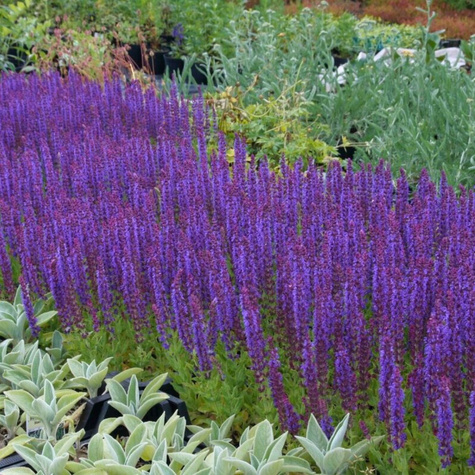 Szałwia omszona Salvatore (C2)