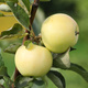 Jabłoń Papierówka Staropolska Plant Pack