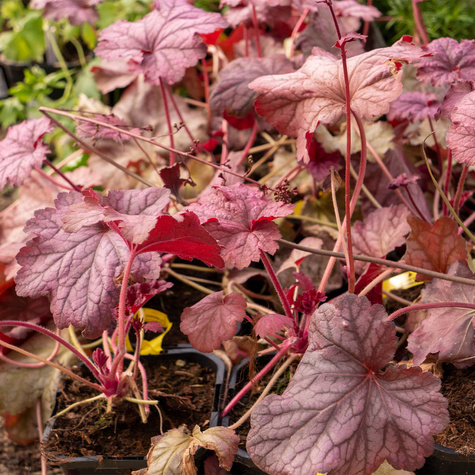 Żurawka ogrodowa Fire Alarm (C2)