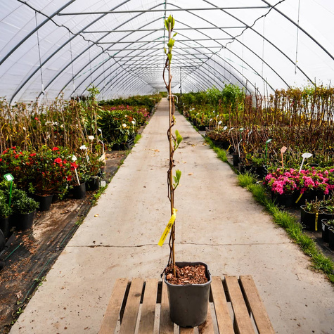 MINI KIWI Aktinidia Ostrolistna Kokuwa obupłciowa C1