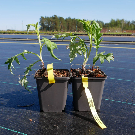 Przegorzan banacki Taplow Blue (C2)