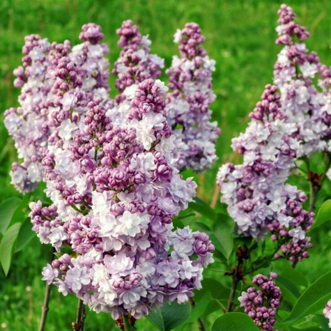 Lilak pospolity Olivier de Serres