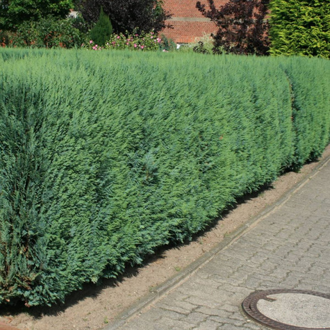 Cyprysik lawsona Columnaris