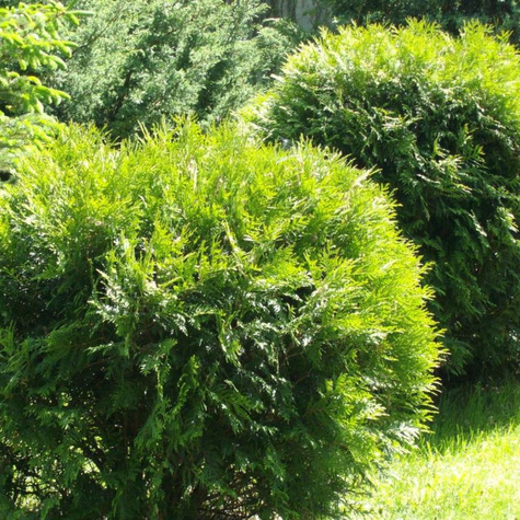 Thuja Tuja Żywotnik zachodni Hoserii kuleczka (C2)